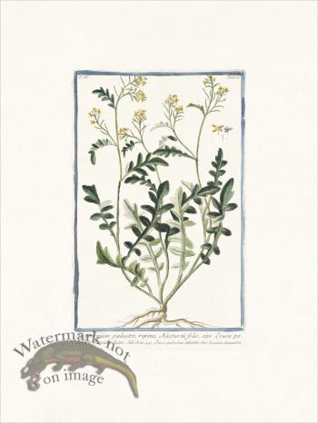 Bonelli 332 Hedge mustard